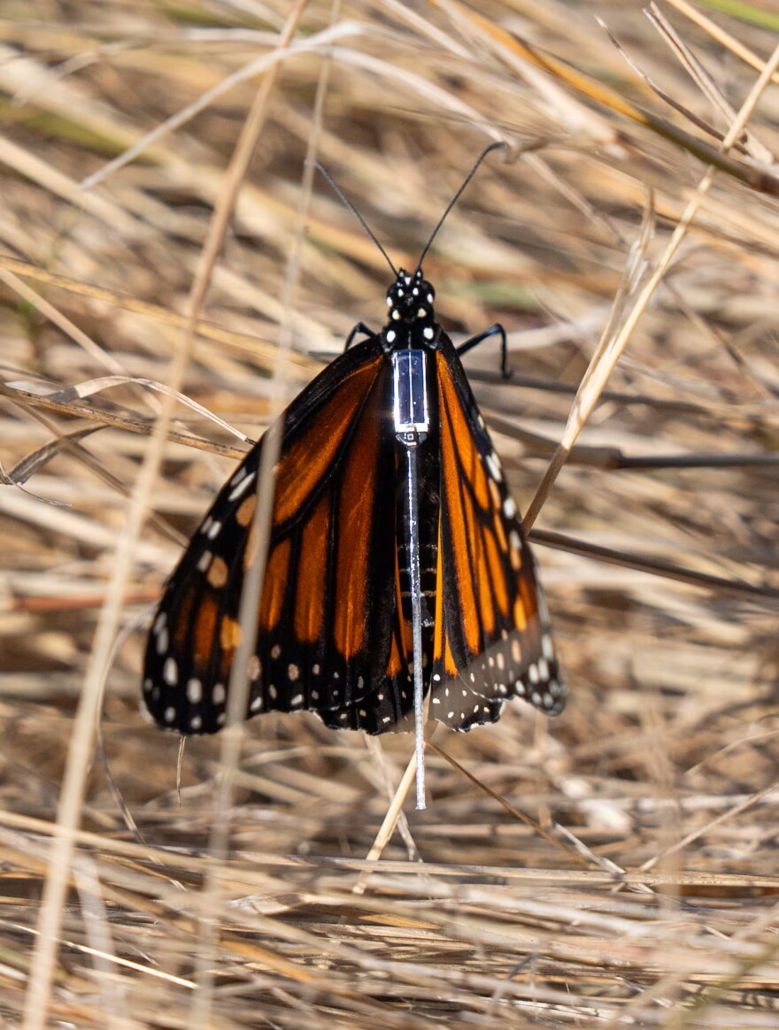 A monarch butterfly is fitted with a BluMorpho tracker on Sept. 5, 2026, at Oaks Bottom Wildlife Refuge in Portland, Ore.