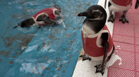 Penguin Suits