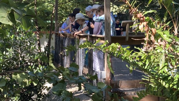 Attendance recently set a record at the Everglades Wonder Gardens in Bonita Springs: nearly 1,000 visitors in one day. The gardens are celebrating 90 years in existence.