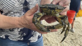 During Green Crab Week, chefs demoed ways to cook the crabs, participants hunted for crabs during a "derby," and fishermen and policymakers shared strategies for licensing the fisheries.