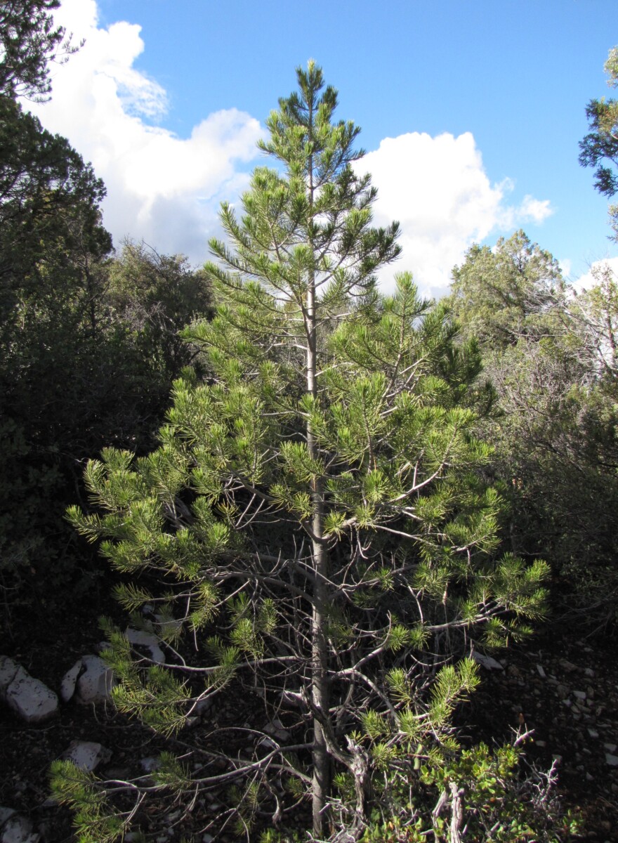 Jimmy found this tree in a clearing.