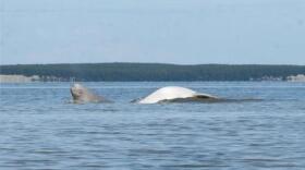 An adult Cook Inlet beluga (white) and a calf (gray).
