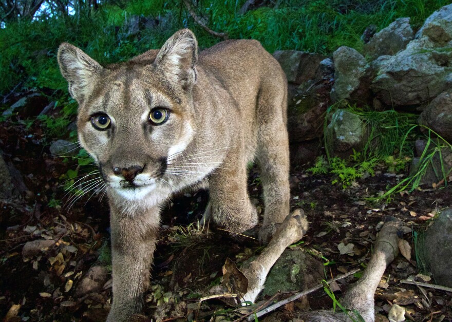 The Colorado boy was attacked by a mountain lion (though not this particular animal, photographed by the National Park Service in California's Santa Monica Mountains National Recreation Area).