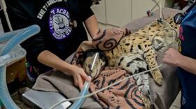 Ray Anderson/Cincinnati Animal Care