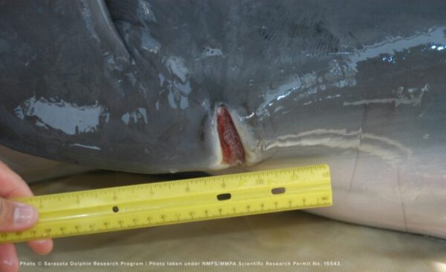 Close up of wounded dolphin 