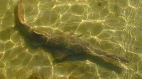  Since Jan. 30, nearly 50 sick or dying sawfish have been reported to state wildlife officers who have collected samples from 16.