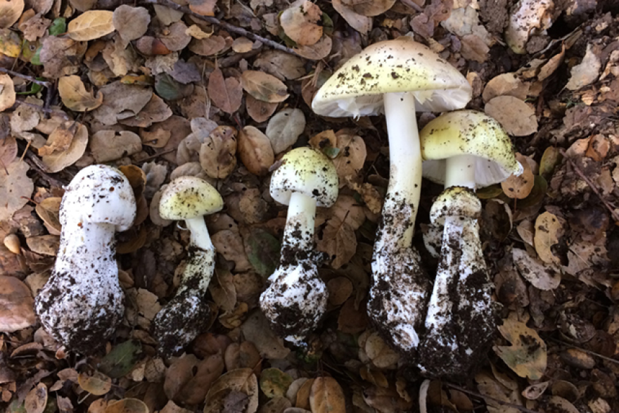 Photo of mushrooms on the ground