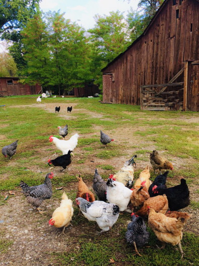 This merry band of chickens, and some friendly goats, live at the farm.
