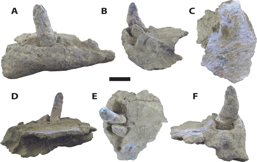 A new study of <em>Deinosuchus</em> or "terror crocodiles," led by Adam Cosette, offers a fuller picture of the ancient creature from head to tail. Cossette said <em>Deinosuchus</em> had large, robust teeth, ranging from six to eight inches long, as shown in the photo.