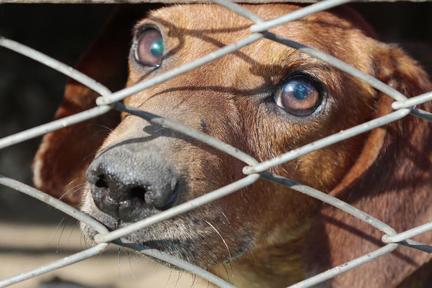 Legislation requires animal shelters to humanely euthanize animals.