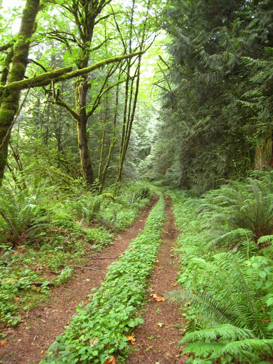 A forest path through Soaring Eagle Regional Park, located in the City of Sammamish. King County is funding expansion and preservation of trees here through the novel work of Seattle non-profit, City Forest Credits.