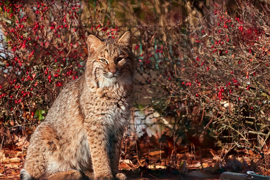 A bobcat looks like a slightly larger domestic cat with a speckled fur pattern. It's flanked by a bush with red berries.