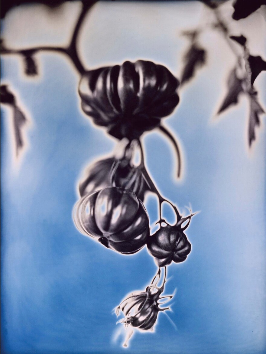 Zapotec Tomatoes