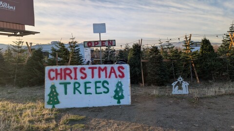A lot selling Christmas trees, with a sign in the front with the words Christmas trees