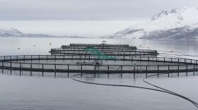 Offshore aquaculture uses fish cages similar to these inshore cages, except they are submerged and moved offshore into deeper water.