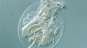 testudinella-patina-sm