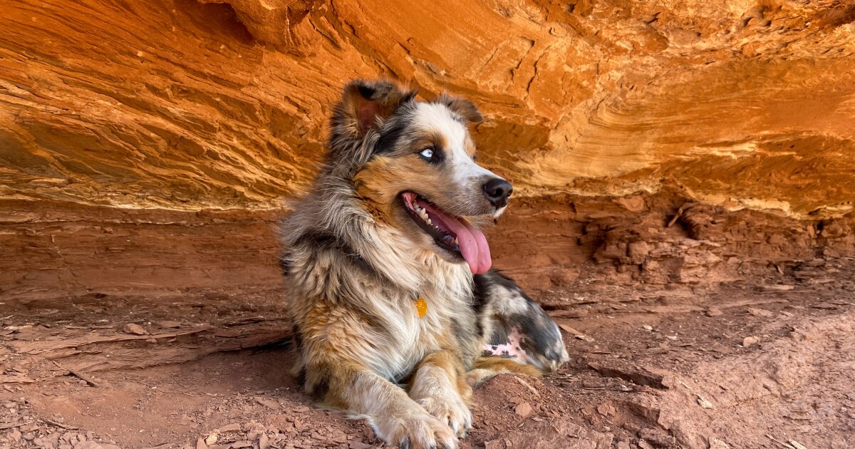 A new nokill animal shelter opens in Torrey, Utah Utah Public Radio