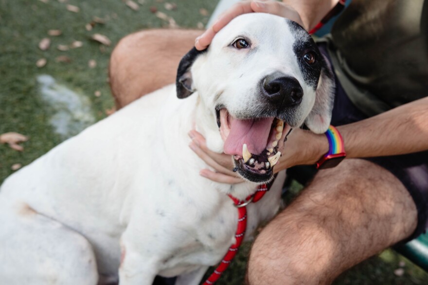  Diane Summers, the manager of Orange County Animal Services, says that they see an increase in displaced animals during storms like hurricanes. 