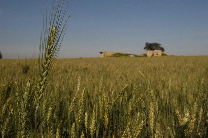 A large stalk of green wheat sits in the foreground of a large field of wheat, with a house in the far distance.