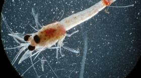Close-up of a small aquatic creature - a bloody red shrimp