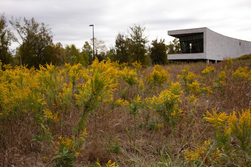 The field just outside the Trinity River Audubon Center in South Dallas. 