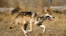 A Mexican gray wolf
