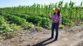Angelica Estrada-Bugarin walks the rows of her farm near Merced, where cucumbers grow beside corn stalks planted as natural windbreaks.