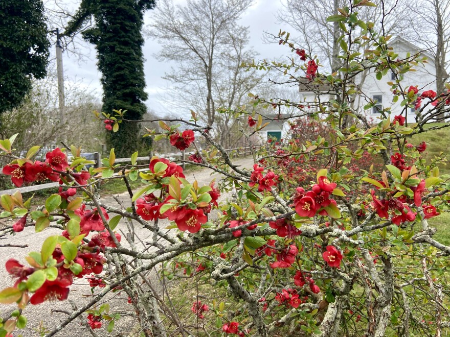 Sunshine one day, chilly clouds the next... spattering raw rain alternating with soft warmth... it must be spring on Cape Cod.