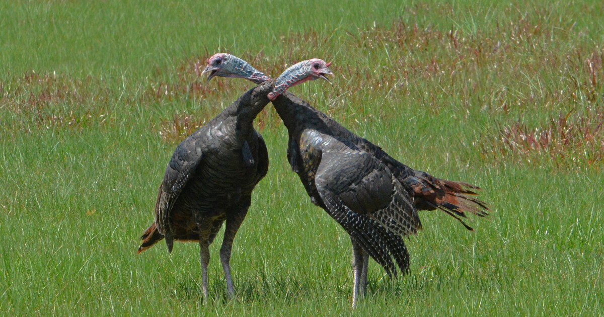 Introduction to Wild Turkeys | WGCU PBS & NPR for Southwest Florida