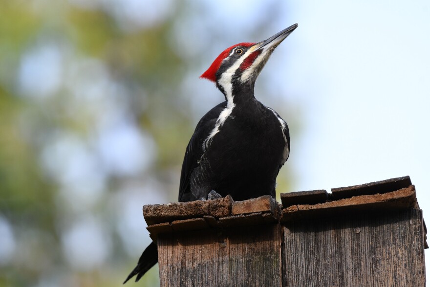 A pileated woodpecker.