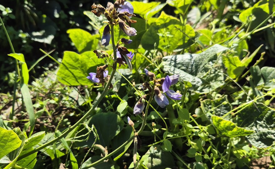 Legumes develop flowers like pea plants. For jicama, everything above the ground is poisonous to humans.