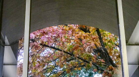  Library leaves - Gary Borders
