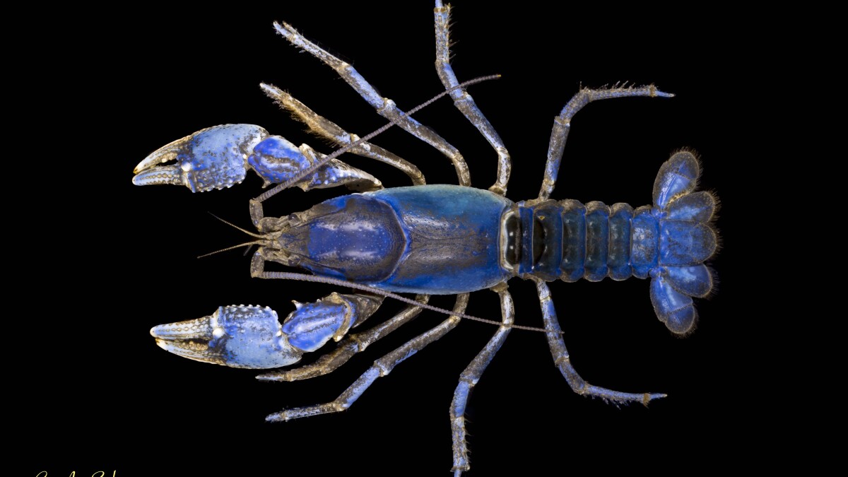 pictures of crayfish