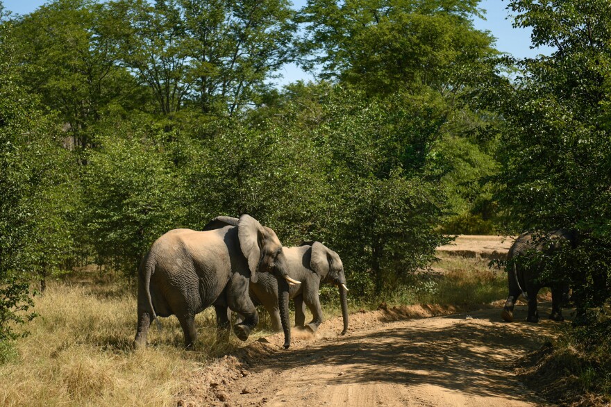 Elephants approach a road at Liwonde. Reid says the park hasn't lost a single high-value animal in 30 months.
