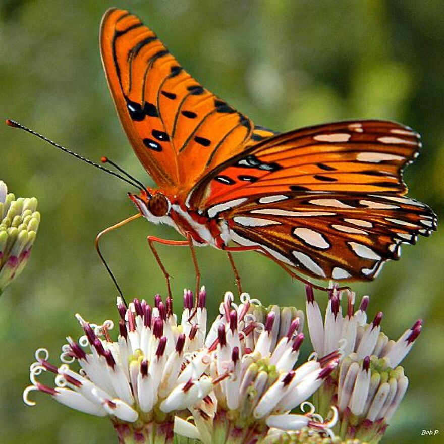 Gulf fritillary butterfly