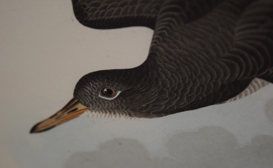 The Audubon prints were hand-colored with unprecedented detail, setting the bar for realism in ornithological illustration.