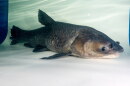 Asian Black Carp