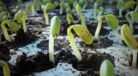 Stock photo of soybeans