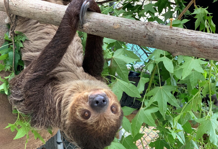 Blackberry is one of eight sloths remaining in the care of the Central Florida Zoo & Botanical Gardens in Sanford.