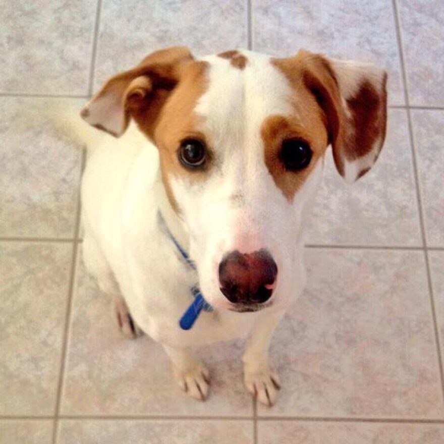 The FDA investigation centers on pet foods containing peas, legumes or potatoes as one of the main ingredients.