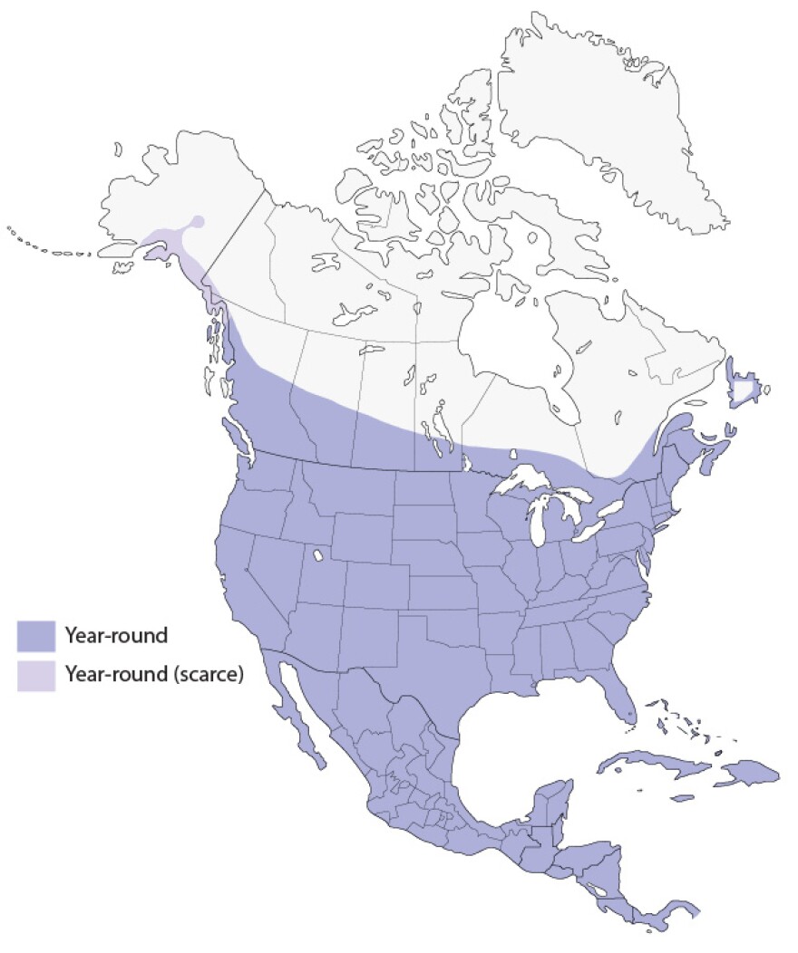 Map depicting the distribution of rock pigeons across North America.