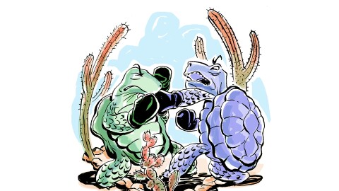 Two tortoises duking it out with boxing gloves