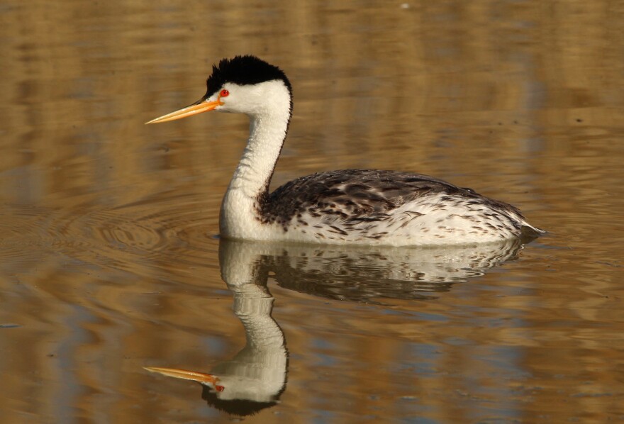 A duck-shaped bird in the water with a long beak and a red eye.