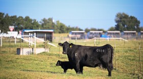 Rita and Calf, October 3, 2025 in Commerce, Texas.