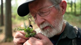 A group of scientists from around New England walked through Purgatory Chasm in Sutton, MA to examine the thousands of hemlock trees of dying of an insect infestation. The culprit is the woolly adelgid, an invasive species that is decimating hemlock stands and advancing 20 miles a year in New England. The bugs create white wooly sacks on the underside of the lower hemlock branches. The insects die if it gets to be -20 degrees below zero, a situation that is changing in New England because of climate change. Scientists are racing to save the park's hundreds of 300-year-old, 90-foot hemlocks because they frame the quarter mile chasm that is 100 feet deep. There is also great fear it will spread and kill off these majestic trees that are valuable for lumber, dozens of animal species and erosion control.