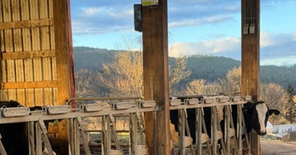 'Smart watches for cows' come to Grafton County Farm, helping with health research