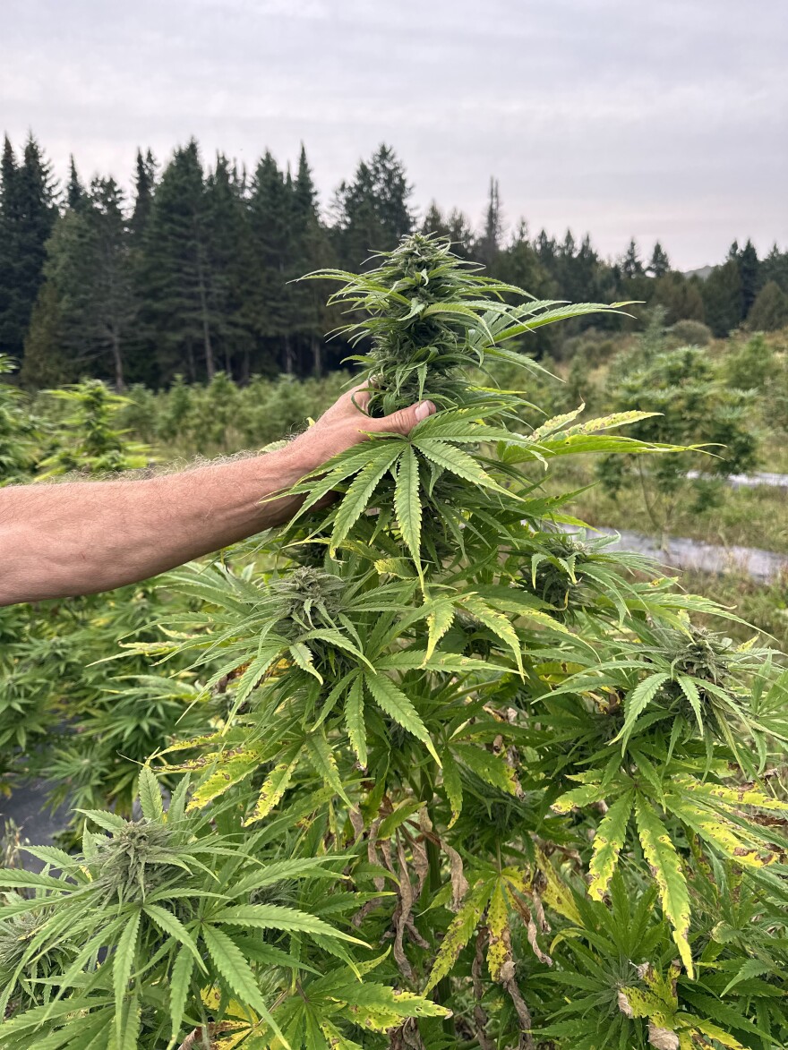 Hand holding enormous cannabis plant in field