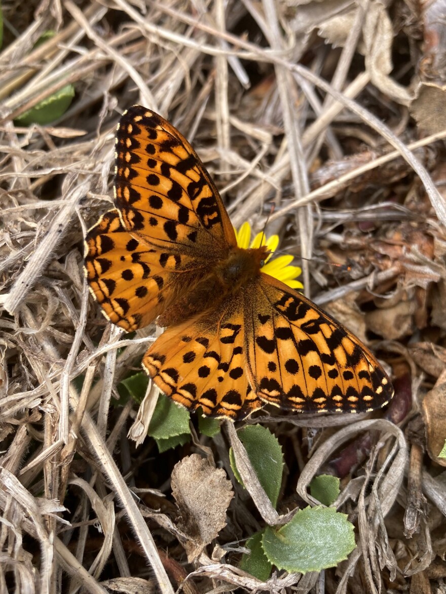 An orange butterfly with black spots nestles on a yellow flower.