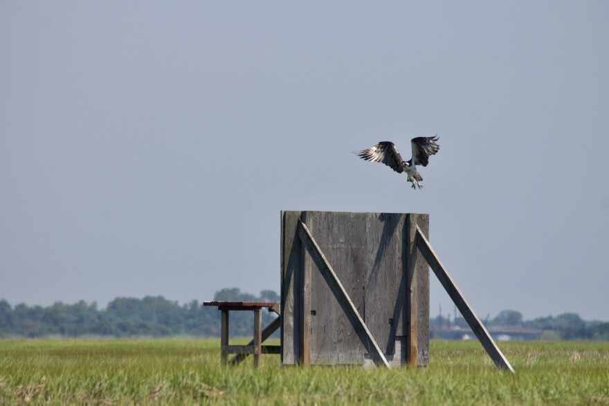 An osprey in the marshlands of the Town of Hempstead off Long Island's south shore.