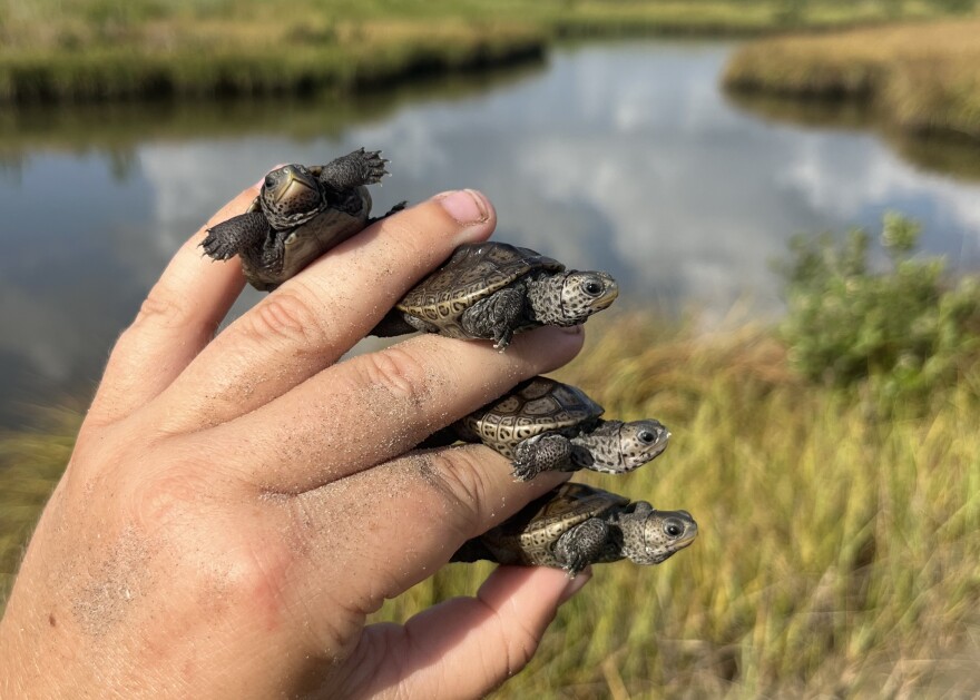 4 terrapin hatched in the Coastal Ecology Lab and about to be released at Elmer’s Island